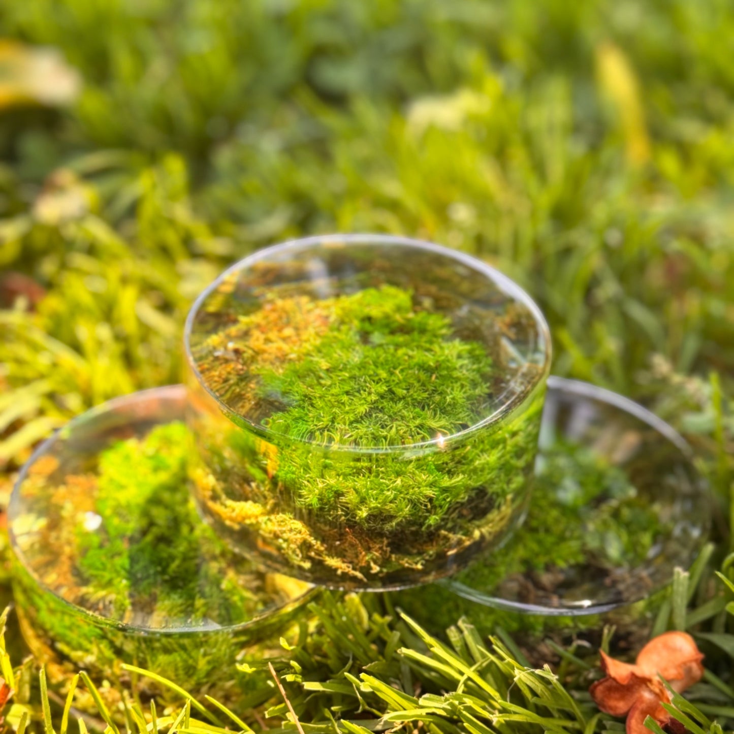 Serenzy Preserved Moss & Clear Resin Orb | Unique Biophilic Desk & Home Decor | Handcrafted Nature Art
