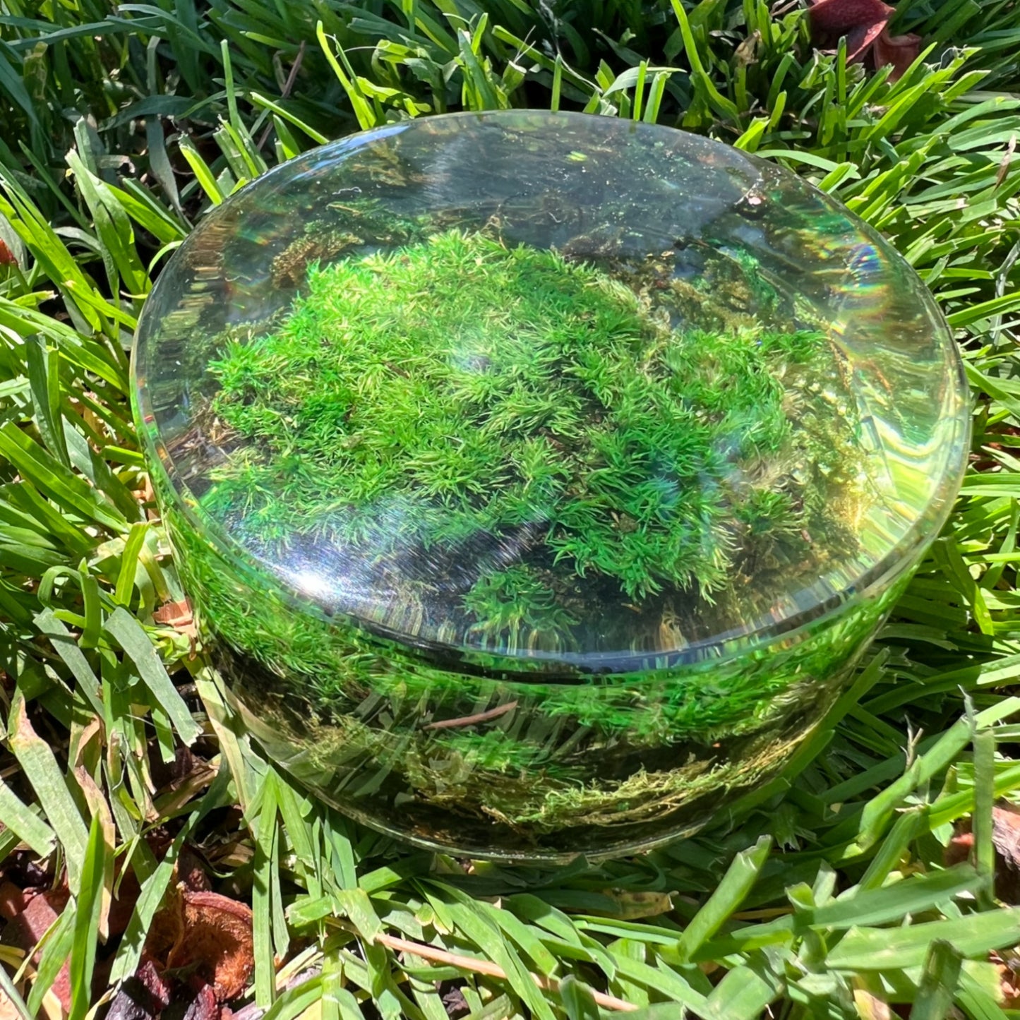 Serenzy Preserved Moss & Clear Resin Orb | Unique Biophilic Desk & Home Decor | Handcrafted Nature Art