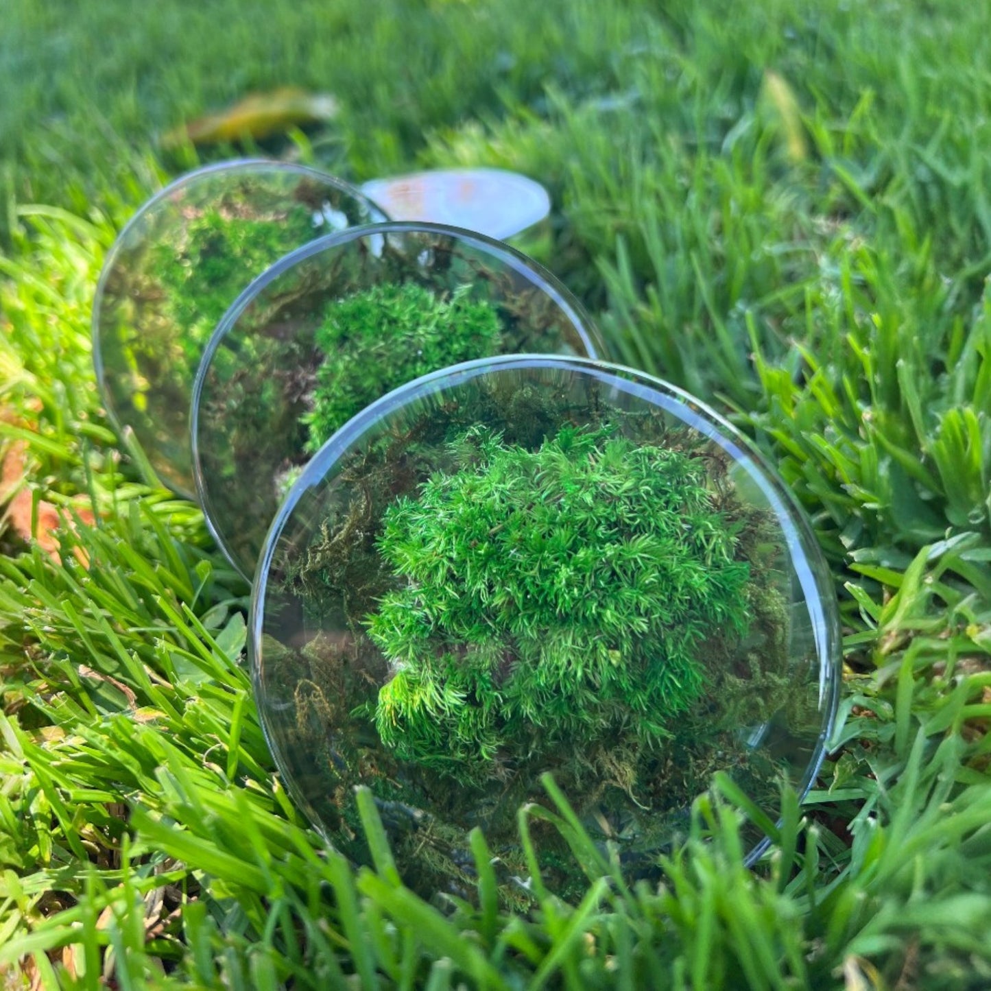 Serenzy Preserved Moss & Clear Resin Orb | Unique Biophilic Desk & Home Decor | Handcrafted Nature Art