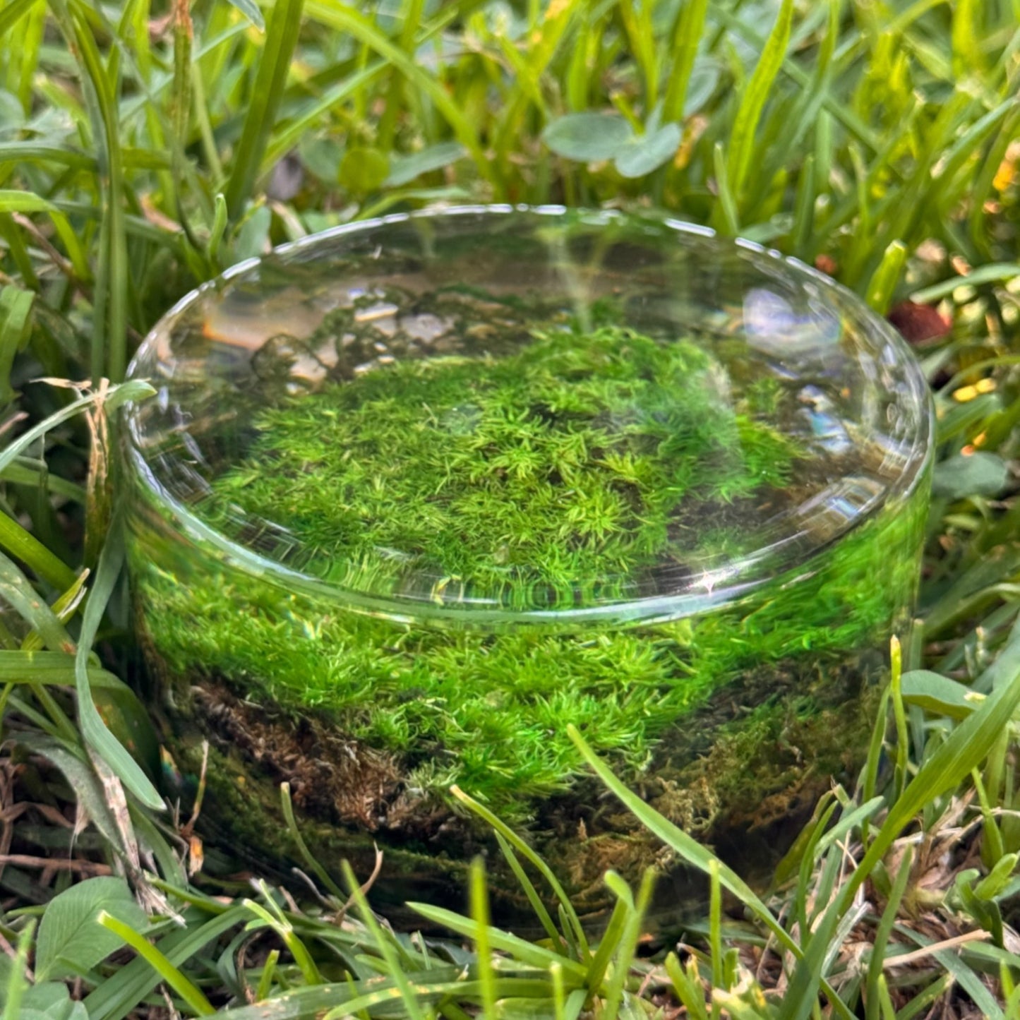 Serenzy Preserved Moss & Clear Resin Orb | Unique Biophilic Desk & Home Decor | Handcrafted Nature Art