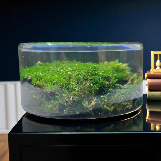 Serenzy Preserved Moss & Clear Resin Orb | Unique Biophilic Desk & Home Decor | Handcrafted Nature Art